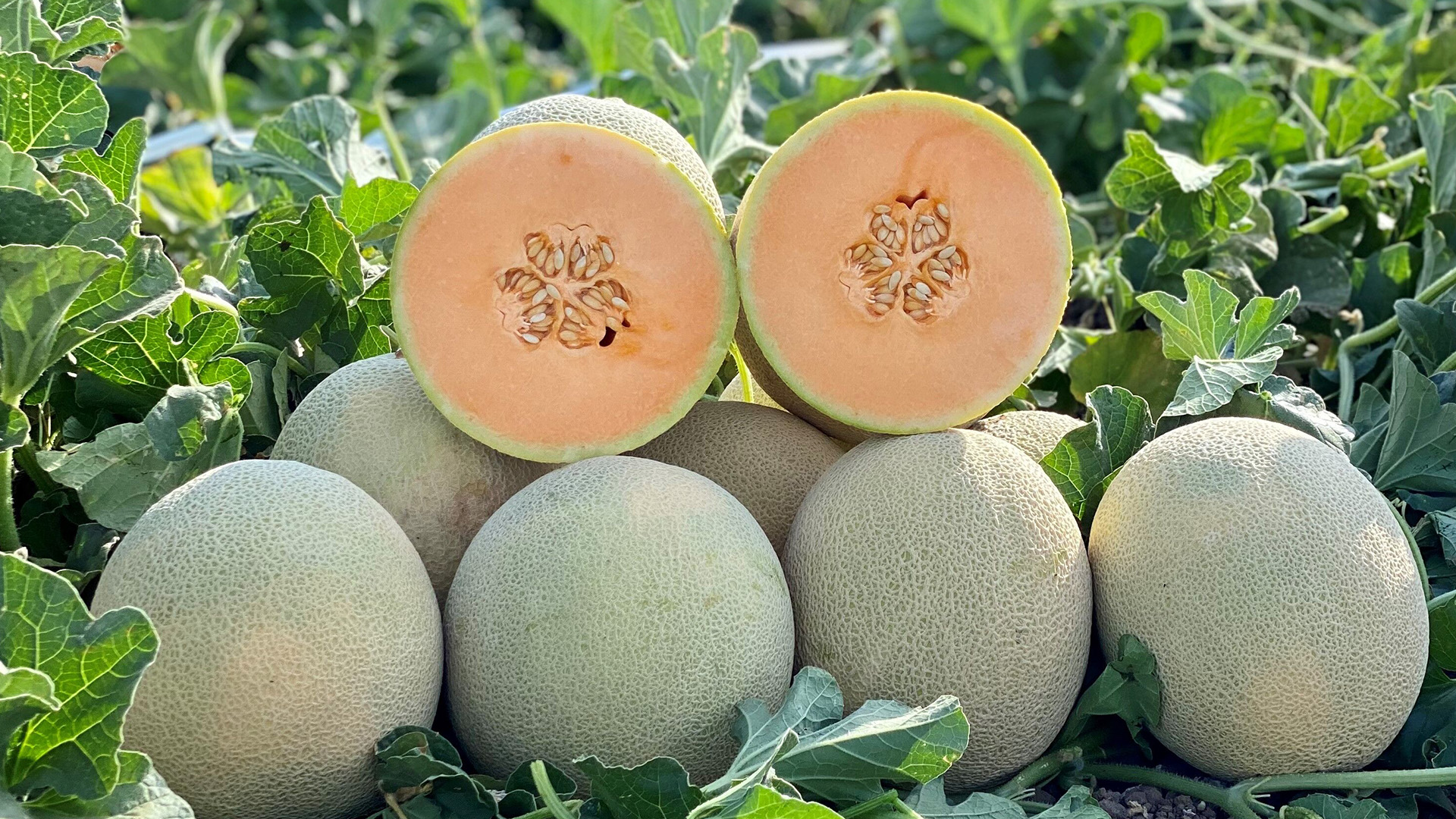 Color-changing melon innovation ripe to revive US market